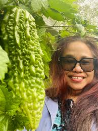 As the weather cools, the leaves of our vegetables and flowers are  transforming. While inspecting the Bittermelon, I discovered a surprisingly  large one hidden behind the foliage. I carefully suspended it and