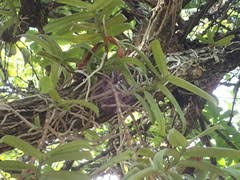 Image result for Calyptrochilum