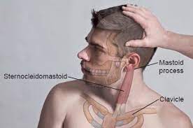Mastoid Process And Sternocleidomastoid Landmark Body Anatomy Human Body Anatomy Muscle Anatomy