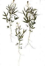 Image result for Cleome schimperi