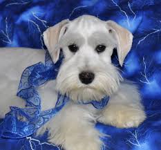 Black And White Schnauzer Pictures All White Schnauzer Schnauzer Puppy Miniature Schnauzer White Schnauzer
