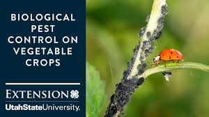 As far as citrus essential oils are concerned, recent studies demonstrate that essential oils produced without chemical pesticides are not only. Biological Pest Control On Vegetable Crops Youtube