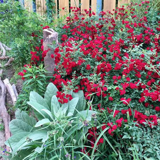 Rosa Red Cascade: A Repeat-flowering Miniature Climbing Rose – Susan Rushton