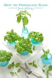 How To Root Basil From Cuttings Recipe Propagate Basil Propagating Plants Basil