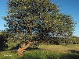 Image result for Acacia hebeclada