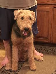 Find airedale terrier puppies and breeders in your area and helpful airedale terrier information. Airedale Terrier Puppies For Sale Thomasville Nc 206977