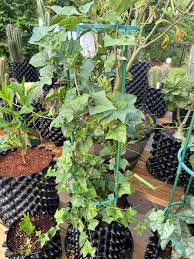 Image result for Gerrardanthus lobatus