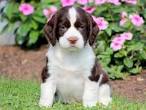 English Springer Spaniel Puppies for Sale in Virginia