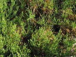 Image result for Sarcocornia decumbens