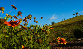 Fresh flowers from flowers by fudgie, your local florist in sarasota, fl! Waste Transfer Facility To Be Built Near Celery Fields In Sarasota County News Sarasota Herald Tribune Sarasota Fl