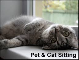 By sitting and sleeping on your chest, your kitty is looking for a way to strengthen the bond between you two. How Would I Find A Cat Or Pet Sitter Near Me Fairmount Pet Service