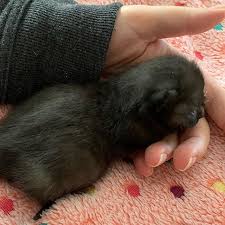 Punktchens Tierarztbesuch Ist Gut Gelaufen Sie Schnupfelt Zwar Etwas Braucht Derzeit Aber Kein Antibiotikum Wir Machen Baby Animals Cute Baby Animals Animals