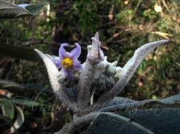 Image result for Solanum giganteum