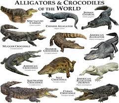 alligators and crocodiles of the world to poster print crocodiles crocodile species saltwater crocodile