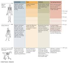 Human Evolution Overall