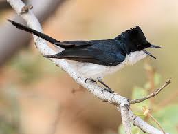 Paperbark Flycatcher Myiagra Nana By Brian Mccauley Flycatcher Australia Animals Animals