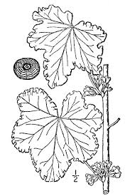 Image result for Malva verticillata