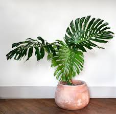 Monster Greenery Create An Indoor Jungle With These Large Indoor Plants Large Indoor Plants Plants Plant Decor