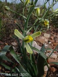 Image result for Albuca virens