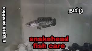 Giant mudfish / red or redline snakehead mandarin name : Youtube