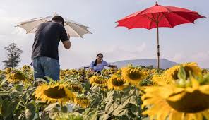 16 des 2020, 16:00 wib. Foto Keindahan Hamparan Bunga Matahari Bermekaran Di Thailand Kumparan Com