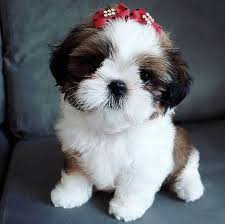 Amor Shih Tzu S Responsible Pet Owner Puppy Adoption Dogs Hugging