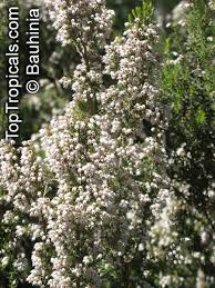 Image result for Erica arborea