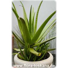 Die positiven eigenschaften der aloe vera haben eine kräftige aloe vera pflanzen im 12er topf. Aloe Vera Echte Aloe Flora Toskana