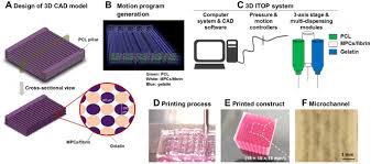 Includes bibliographical references and index. 3d Bioprinted Human Skeletal Muscle Constructs For Muscle Function Restoration Scientific Reports