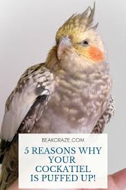 Is Your Cockatiel Puffed Up Very Often Or Even All The Time And You Are Starting To Worry This Article Shows You Why Yo In 2020 Cockatiel Cockatiel Care Pet Bird Cage