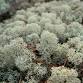 Lichens in the Scrub Hike at Spruce Bluff Preserve event image