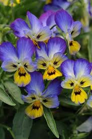 We did not find results for: Favorite Spring Blooming Annuals Hgtv