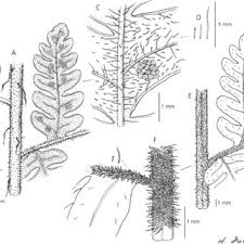 Image result for Megalastrum