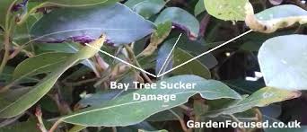 We did not find results for: Expert Advice On Bay Tree Care Gardenfocused Co Uk