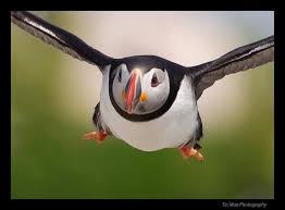 Birds That Look Like Penguins Puffin Looks Like A Flying Penguin Puffin Animals Wildlife Photography