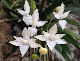 Image result for Summerhayesia zambesiaca