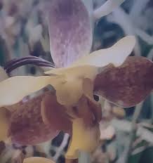 Image result for Eulophia streptopetala