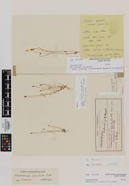 Morphology leaves leaves alternate or rarely opposite, mostly sessile, simple, entire, dentate or rarely lobed or incised. File Wahlenbergia Littoricola Vernicosa P J Sm Am Ak9245 Jpg Wikimedia Commons
