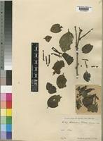 Image result for Agelanthus sansibarensis