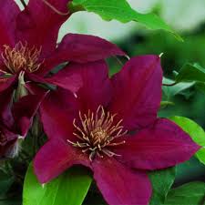 Symptoms include wilted, darkened leaves and stems, as well as plant dieback. Clematis Ourika Valley Clematis Ourika Valley In Gardentags Plant Encyclopedia