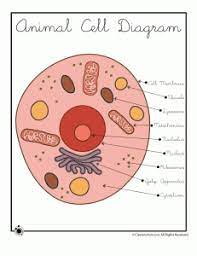 We did not find results for: Cell Model School Craft Project Woo Jr Kids Activities Children S Publishing