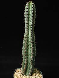 Image result for Euphorbia epicyparissias