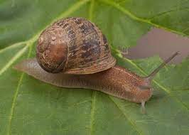 Check spelling or type a new query. Garden Snail Naturerules1 Wiki Fandom