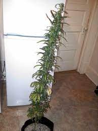 Sativas can produce a lot of growth in the early budding phase. A Guide To Growing Sativa Strains Indoors Grow Weed Easy