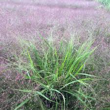 Image result for Eragrostis macrochlamys