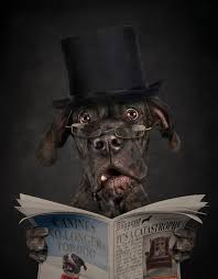 Next Generation Australia S Emerging Photographer Awards In Pictures In 2020 Dog Portraits Animal Photography Dog Photography