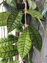 Hoya Sp From Kalimantan Coole Pflanzen Gewachshaus Pflanzen Exotische Pflanzen