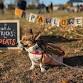 2025 Pawloween event image