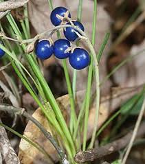 Image result for Ophiopogon