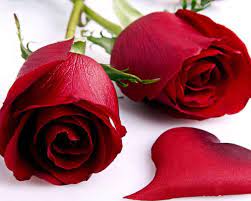 ✓ free for commercial use ✓ high quality images. Schone Rosenbluten Gulab Ka Phool Tapete 1280x1024 Wallpapertip